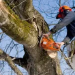 How Reliable Tree Services Enhance Safety and Property Value in St. Louis and St. Charles County MO