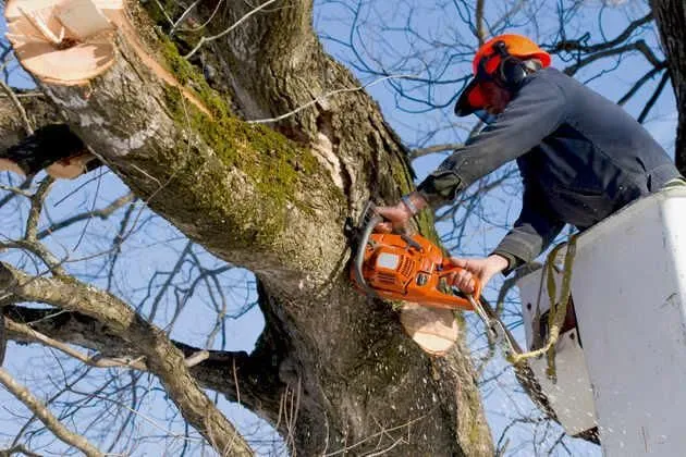 How Reliable Tree Services Enhance Safety and Property Value in St. Louis and St. Charles County MO
