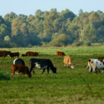 Do Showstock Animals Need Joint Supplements?