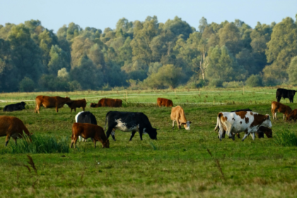 Do Showstock Animals Need Joint Supplements?