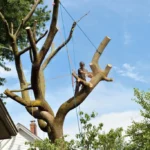 How to Choose the Best Tree Service in Bellingham, WA
