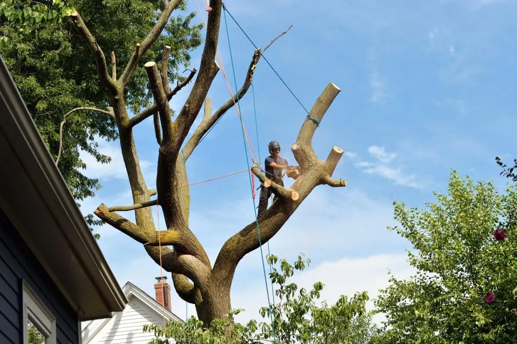 How to Choose the Best Tree Service in Bellingham, WA